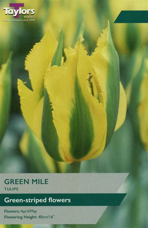 Taylors Bulbs Tulip Green Mile 8 Pack Trowell Garden Centre