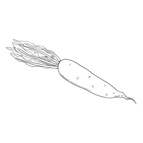 Premium Vector Vector Sketch Japanese Radish Daikon