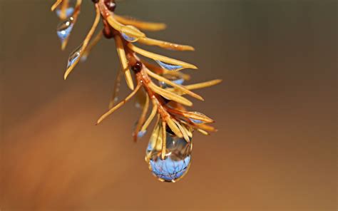 Fondos De Pantalla Naturaleza Fotograf A Gotas De Agua Rama