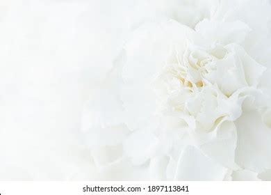 16,032,653 White Flowers Background Images, Stock Photos, 3D objects, & Vectors | Shutterstock