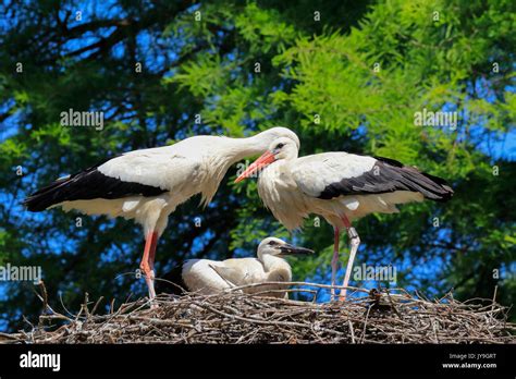 Adult White Storks Hi Res Stock Photography And Images Alamy
