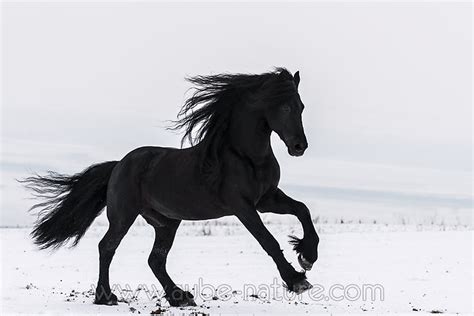 Cheval Frison Dans La Neige