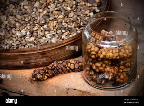 Civet Coffee India Starts Producing World S Most Expensive Coffee The