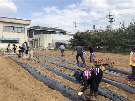 공주시 유구읍지역사회보장협의체 ‘사랑나눔 텃밭 활동 실시 뉴스채널1