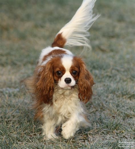 Cavalier King Charles Spaniel Foto 43734 - hundund.de