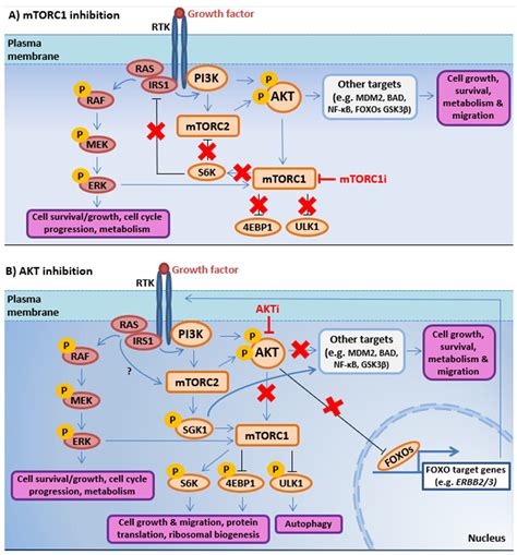 Akt Mtor Pathway