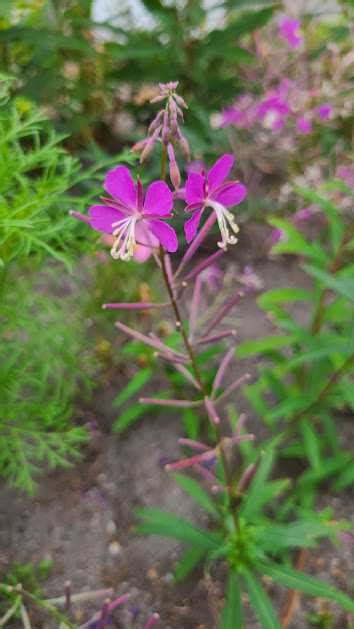 Native Plant Spotlight Fireweed Chamaenerion Angustifolium Flora