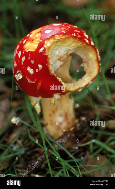 Poisonous Toadstool Fly Agaric Amanita Muscaria Didn T Discourage A