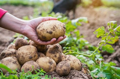 Pomme De Terre Agata Comment La Cultiver Interflora