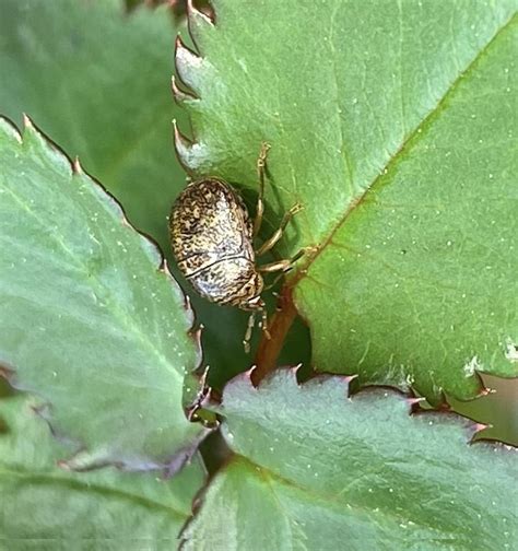 What Are These Insects On My Roses Gardening And Landscaping Stack