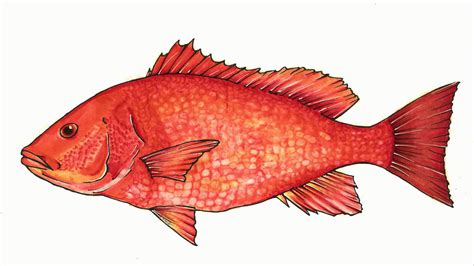 Red Snapper By Ltrchadz On Deviantart