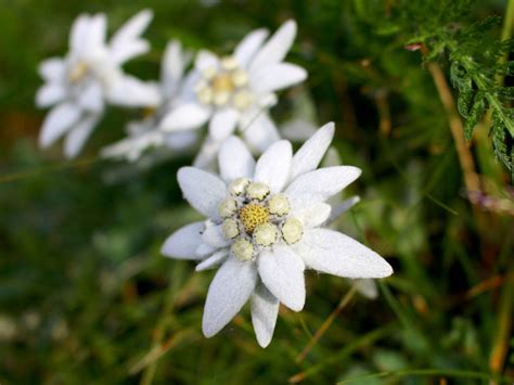 Growing Edelweiss Information On The Care Of Edelweiss Plants