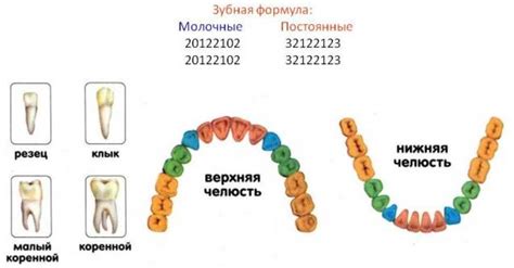 Нумерация зубов в стоматологии: различные схемы и номера зубов на фото