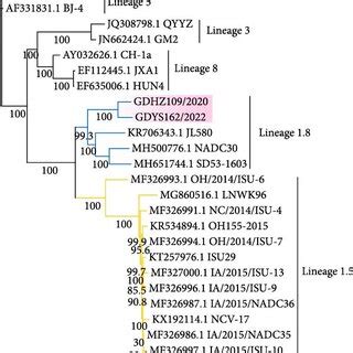 Phylogenetic Tree Of Isolated Strains Ml Trees Were Constructed Based