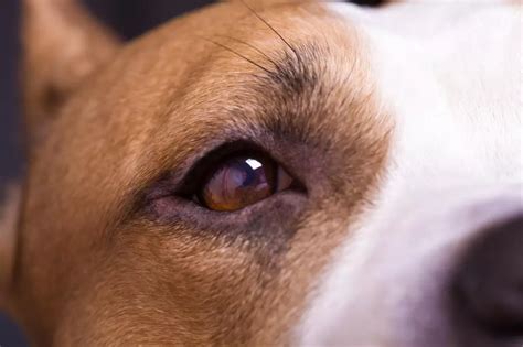 Conjuntivitis en perros Causas síntomas y tratamiento adecuado en