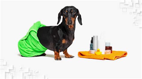 Dachshund Grooming - Welcome To The Sausage Dog World