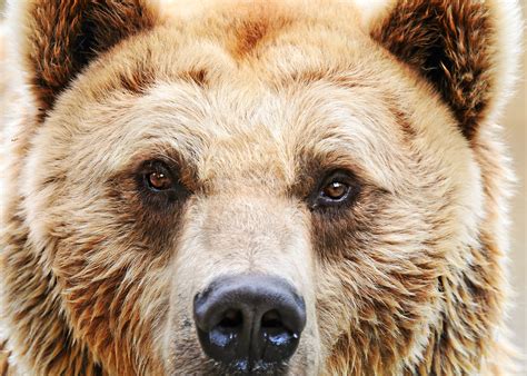 Closeup Photo Of Brown Bear Hd Wallpaper Wallpaper Flare