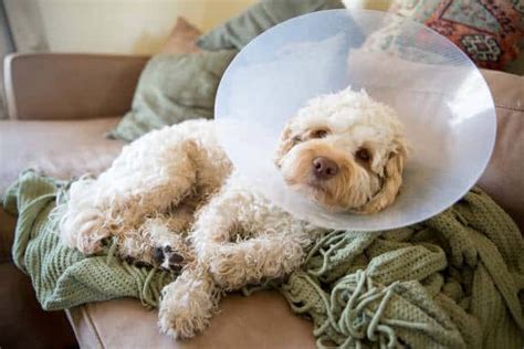 The Benefits Of Spaying And Neutering Your Pet Why Its Important