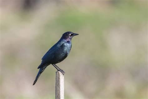 Blackbirds In North Carolina The Most Common Species