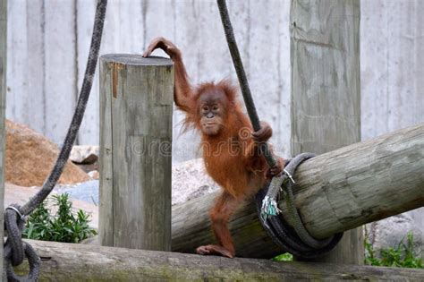 Orangutan Stock Photo Image Of Explore Outside Eyes 80452648