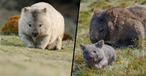 Wombat Huisdier Nederland Vogels