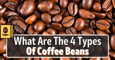 The Different Types Of Coffee Beans Explained