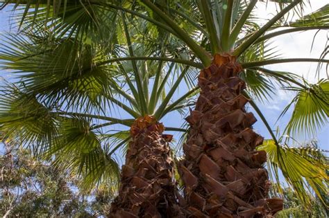 Premium Photo Vertical Low Angle Closeup Shot Of A Palm Tree Close Up