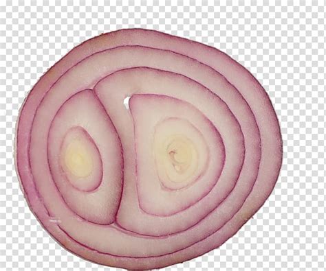 Sandwich Material Sliced Onion Transparent Background Png Clipart