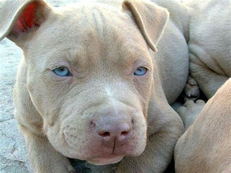 Red Nose Pitbulls Blue Nose