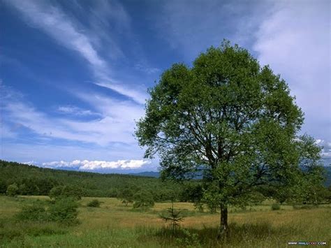 🔥 Free Download Nature Wallpaper Wonderful Lush Summer Scene By