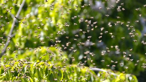 How Do I Prevent Swarming In A Five Frame Honey Bee Nuc