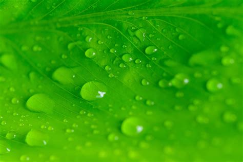 Water Drops On Green Leaf Stock Photo At Vecteezy