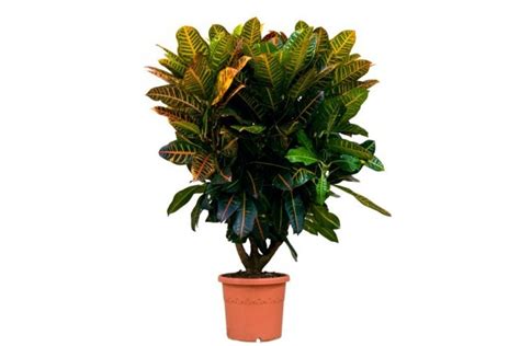 Дерево Кротон Codiaeum - купить Кротон от 1м. Взрослое растение кротон ...