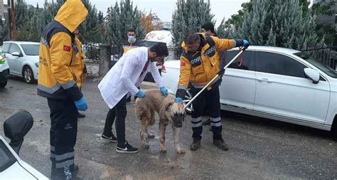 Tarım Bakanı Yumaklı sokak hayvanları sorununa teşhisi koydu Gıda Hattı