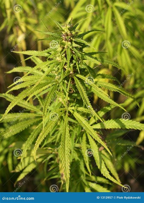 марихуана стоковое изображение. изображение насчитывающей наркотическо ...