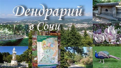 Сочинский Дендрарий – история – канатная дорога - YouTube