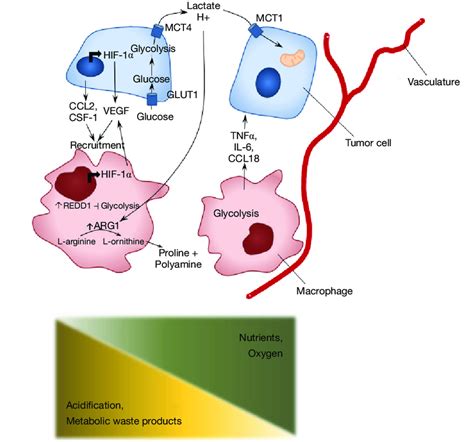 Schematic Overview Of The Metabolic Adaptations Of Tumor Cells And