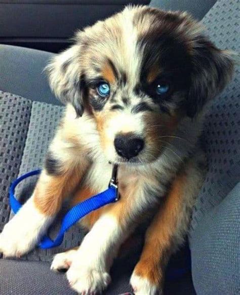 Mini Husky Mixes: #1 List of CUTE Small Husky Cross Breeds