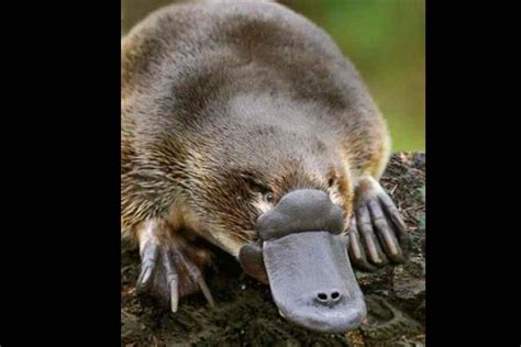 Australia | Platypus back in Australia national park for first time in half a century ...