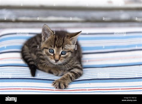 Young Cat Animal Farm Stock Photo Alamy