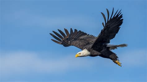 Native American Symbols Eagle Meaning