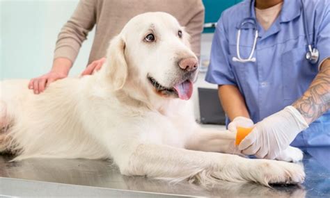 La Importancia De Esterilizar A Tu Perro Beneficios Para Ti Y Tu Amigo