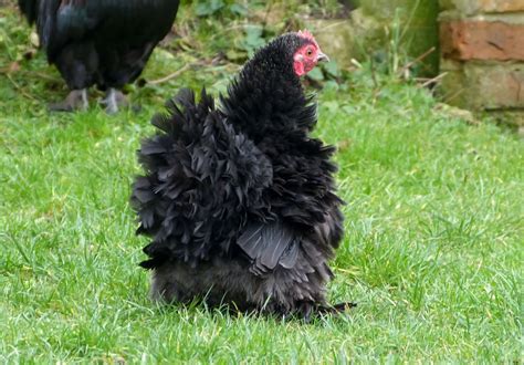 360 Farm And Pet Bantam Cochins And Frizzle Cochins Arriving May 11th