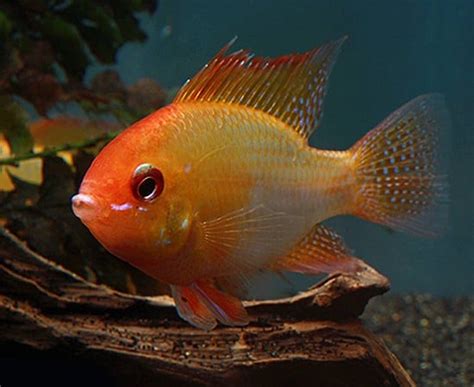 Microgeophagus ramirezi German Gold Ram Dwarf Cichlid Αquario gr