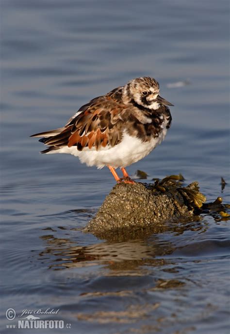 Arenaria Interpres Pictures Ruddy Turnstone Images Nature Wildlife