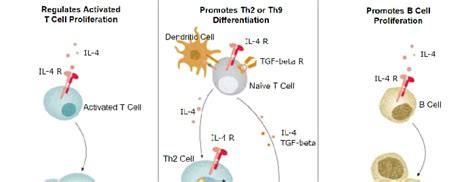 Immunology Pathways Inflammation And Autoimmune Diseases Randd Systems