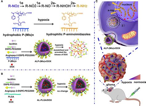 Frontiers Application Of New Radiosensitizer Based On Nano