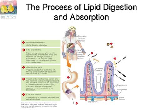 Ppt Chapter The Lipids Fats Oils Phospholipids And Sterols