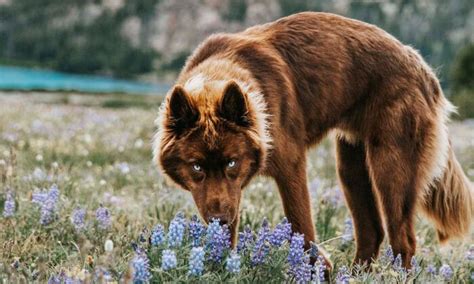 Rare Loup Husky With Blue Eyes And Brown Coat