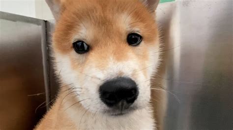 三个月大的柴犬呕吐肚子里检查出有蛔虫和球虫蠕动The Shiba Inu vomited and roundworms were